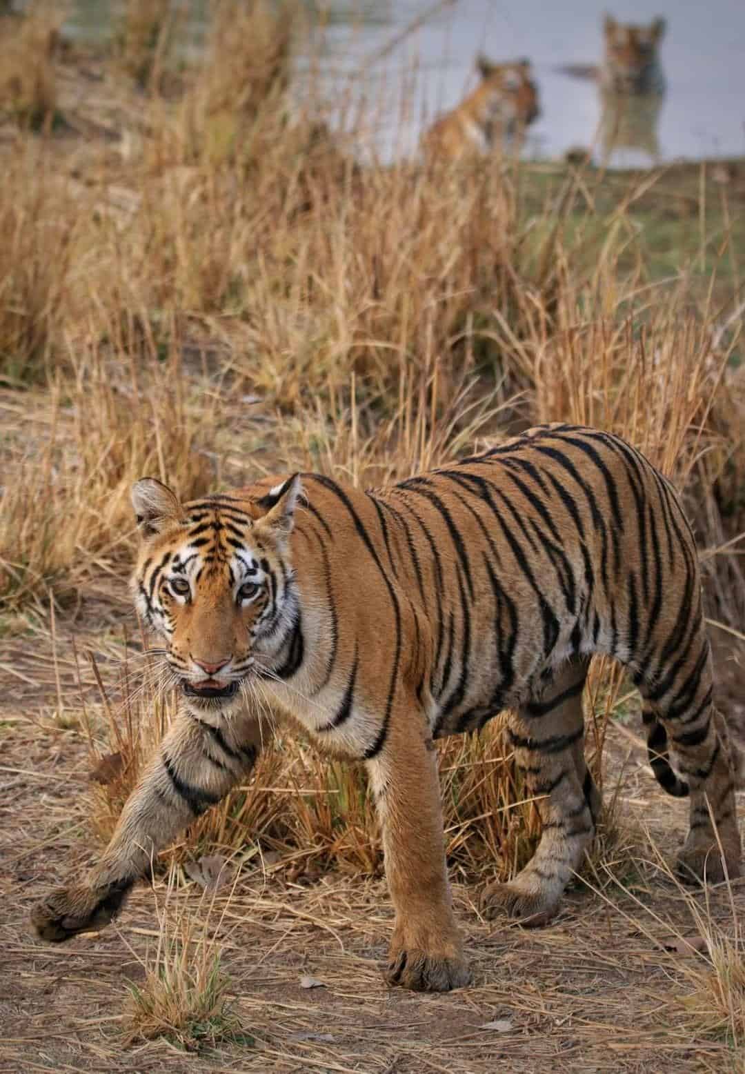 Tadoba Safari