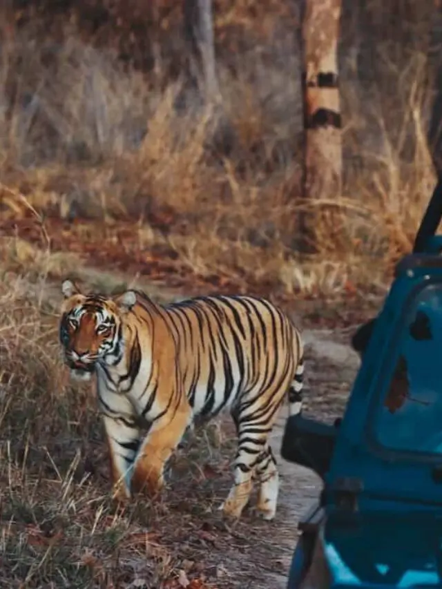 Incredible Tadoba Safari Incredible Tadoba Jungle Safari