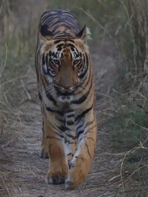 Incredible Tadoba Safari