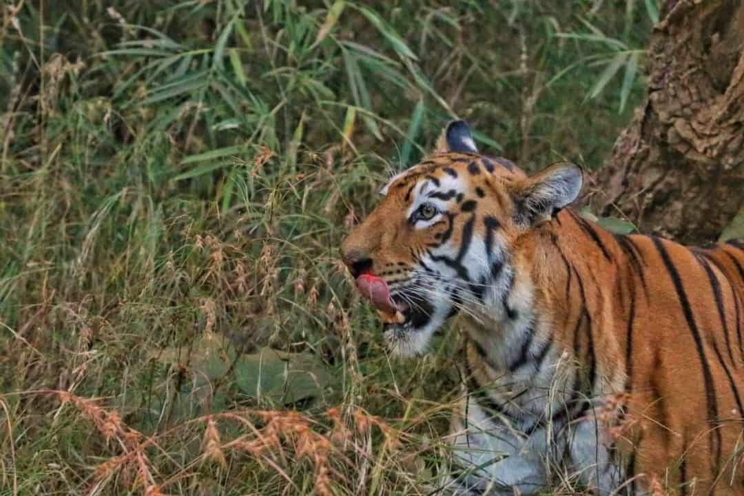 Tadoba Tour Package Tadoba Tour Packages