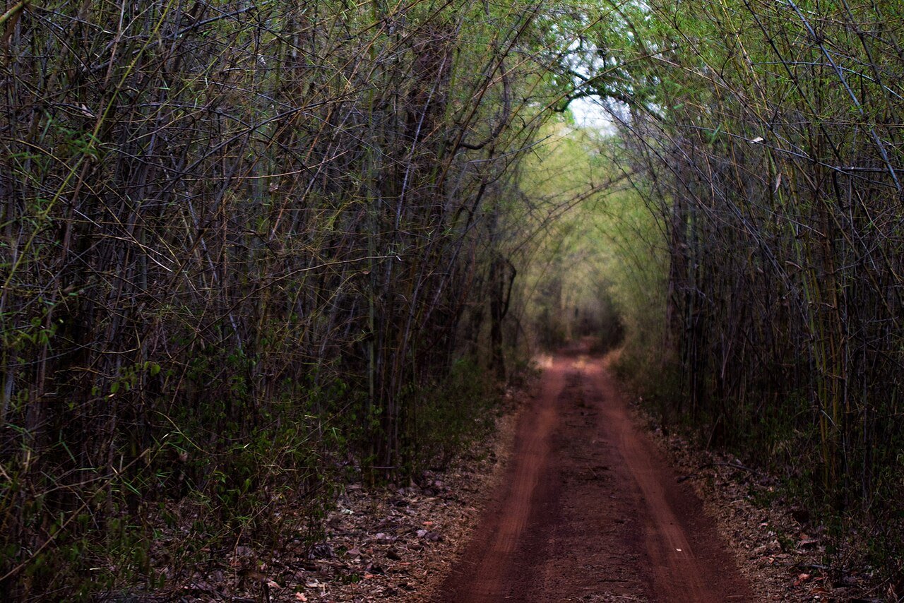 Forest road running through a tunnel of bamboo in Tadoba Andhari Tiger Reserve