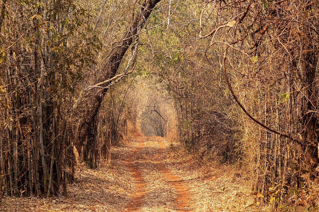 Forest trail lined with bamboo in Tadoba Andhari National Park