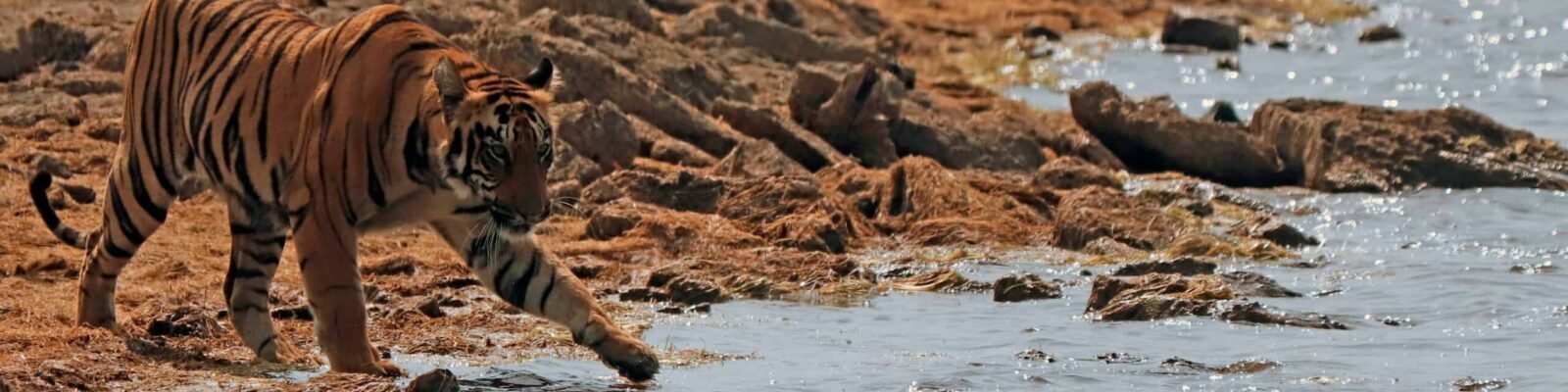 A tiger walking beside water on rocks