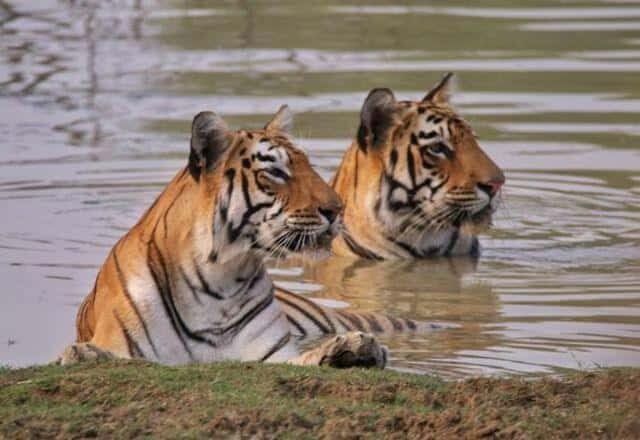 Two tigers sitting in shallow water