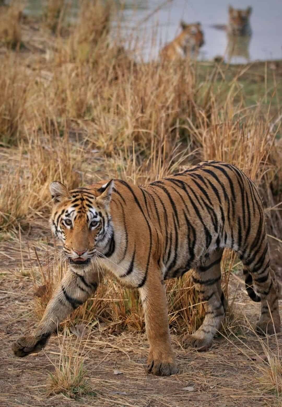 A tiger standing in dry golden grass