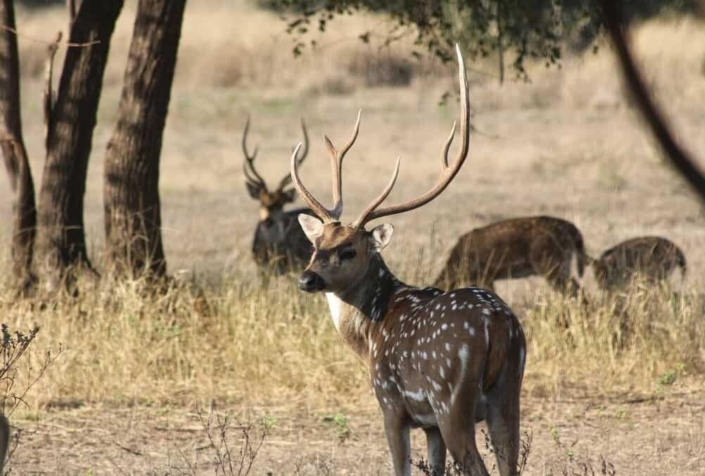 A spotted deer stag standing in dry grass with other deer behind