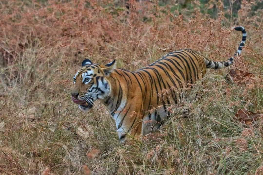 A tiger walking through dry grass