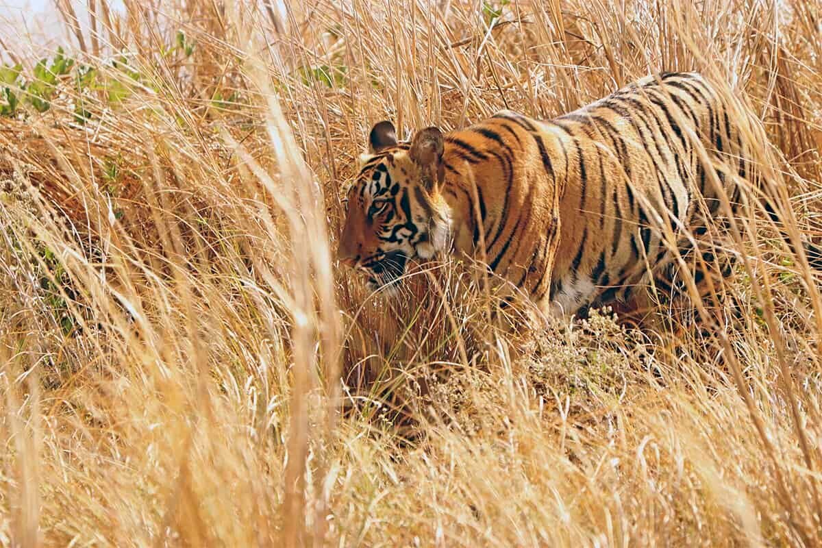 A tiger moving through tall dry grass