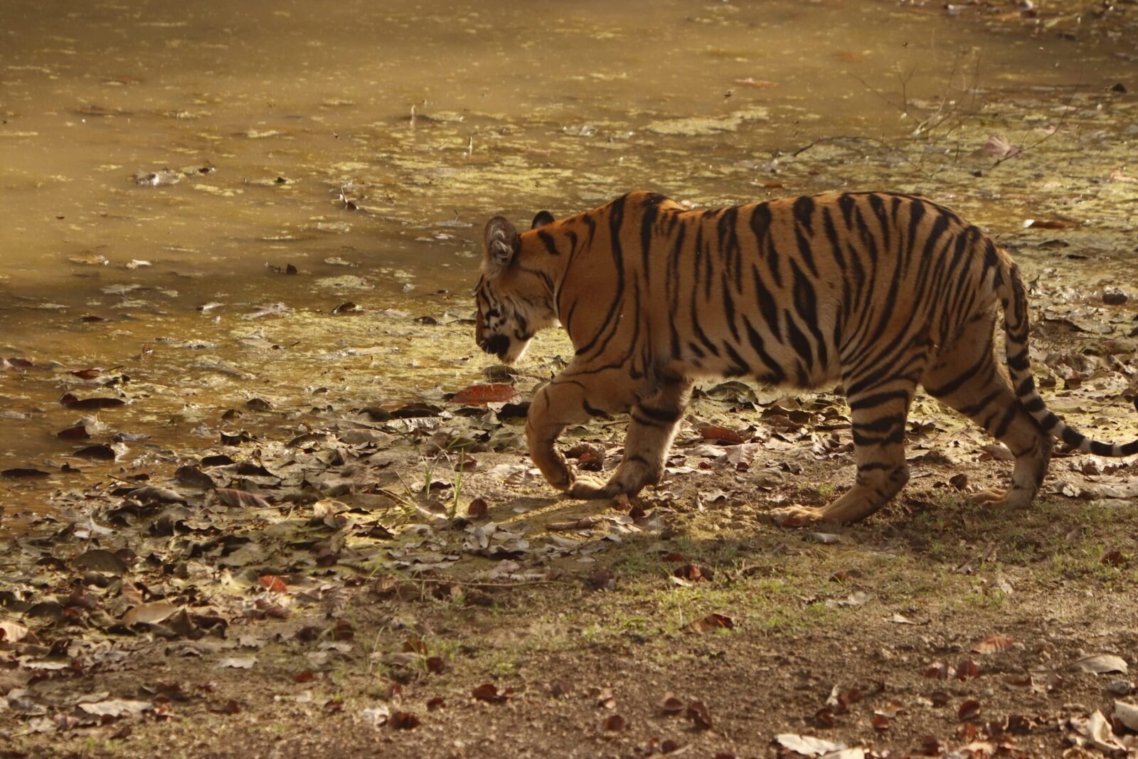 A tiger walking across dry ground