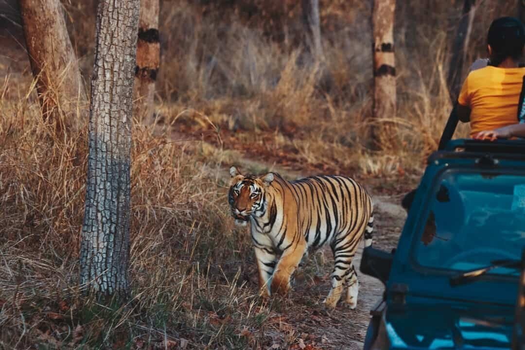 A tiger beside a safari jeep in dry grass