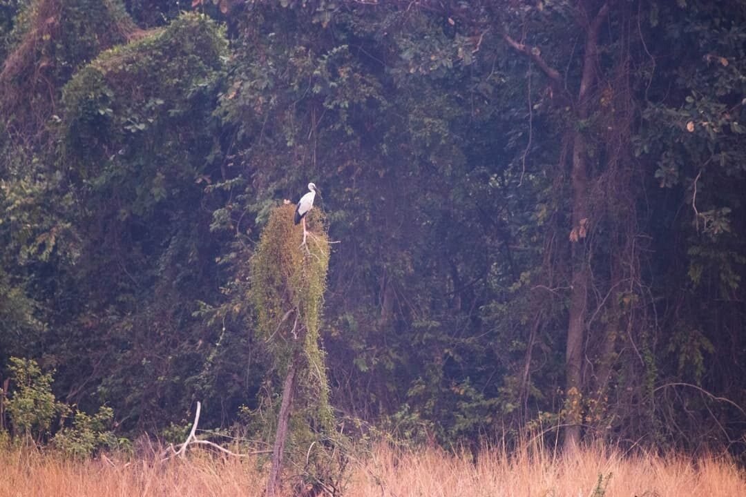 Dense forest edge with a small white bird perched on a tree