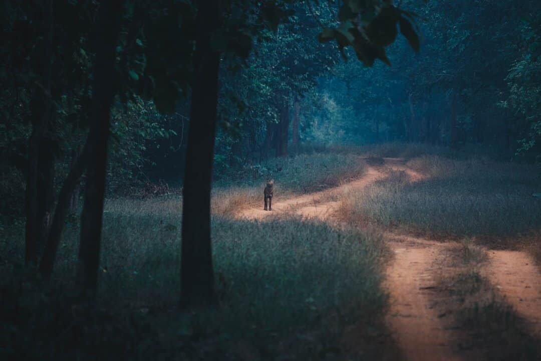 A forest track winding between trees in dim light