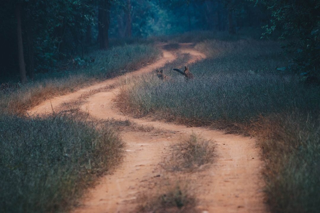 A winding dirt track through forest grassland