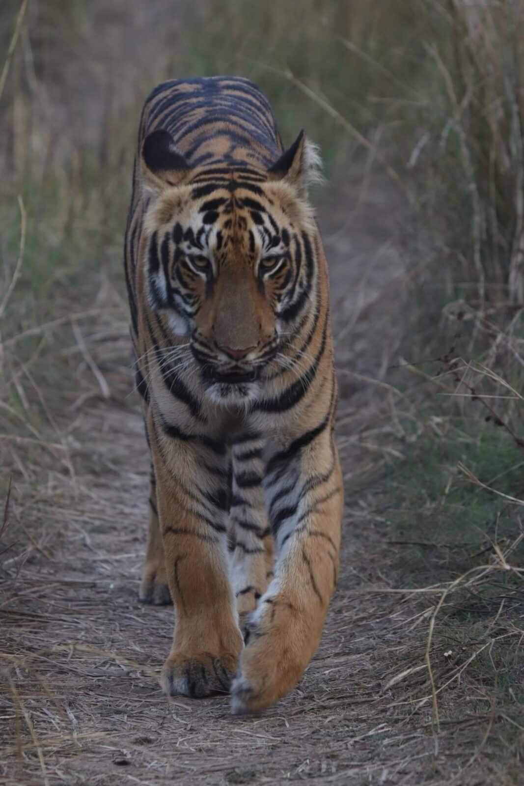 A tiger walking towards the camera along a forest track