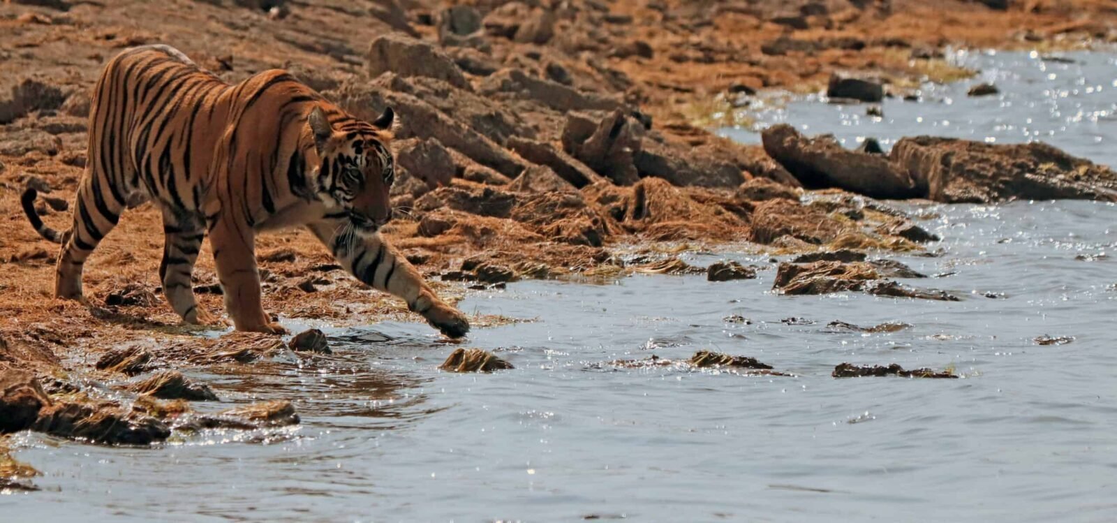 A tiger walking along a rocky shoreline beside water