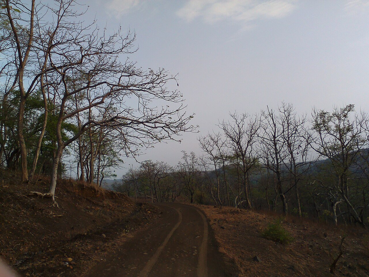 Safari jeeps on a dirt road with trees overhead in Tadoba