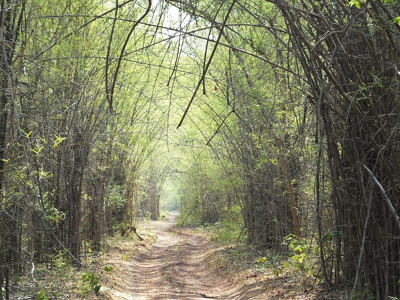 Wide view of forest and jungle at Tadoba Andhari Tiger Reserve